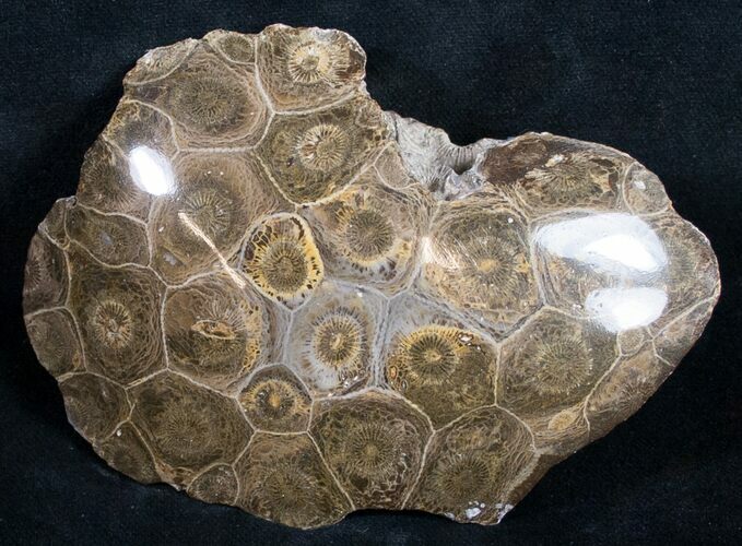 Polished Fossil Coral Head - Very Detailed #9337